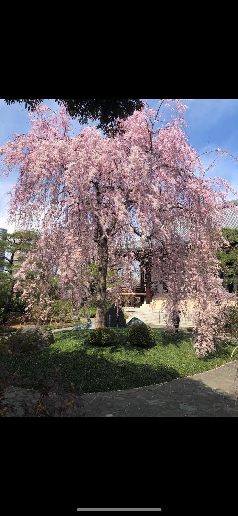 新宿庭院の屋-shinjuku Garden -28 Square Meters King Size Bed Garden 東京都