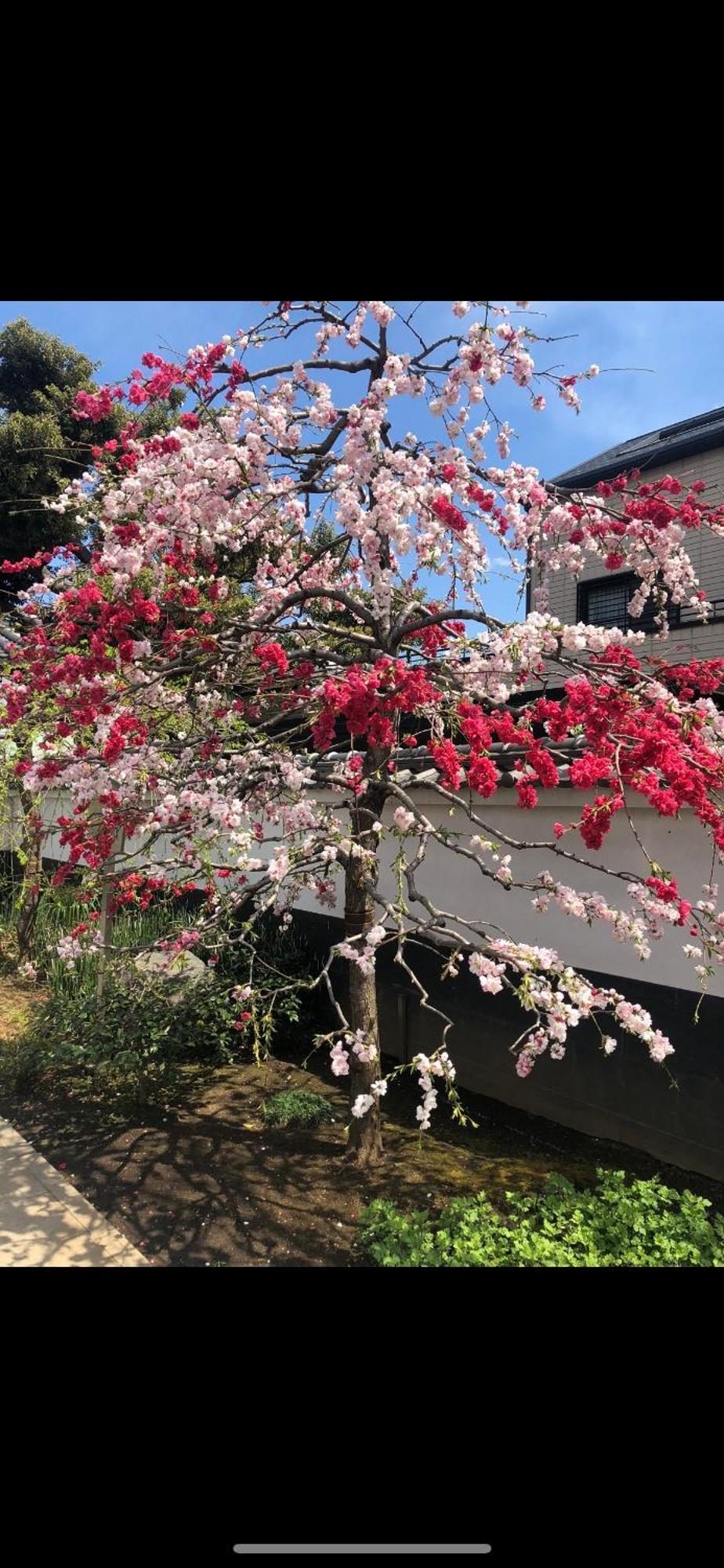 新宿庭院の屋-shinjuku Garden -28 Square Meters King Size Bed Garden * 東京都