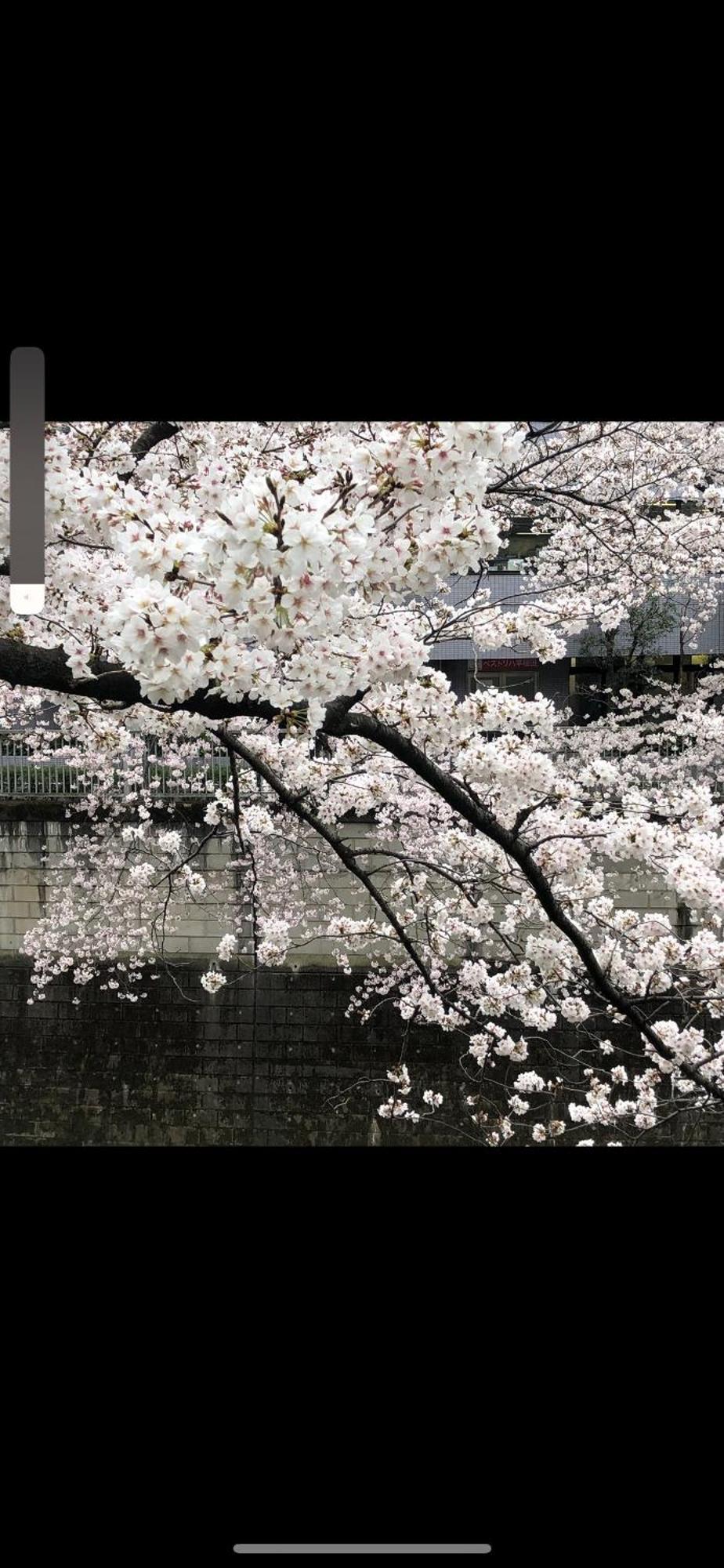 新宿庭院の屋-shinjuku Garden -28 Square Meters King Size Bed Garden * 東京都